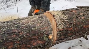 Валка деревьев с наклоном