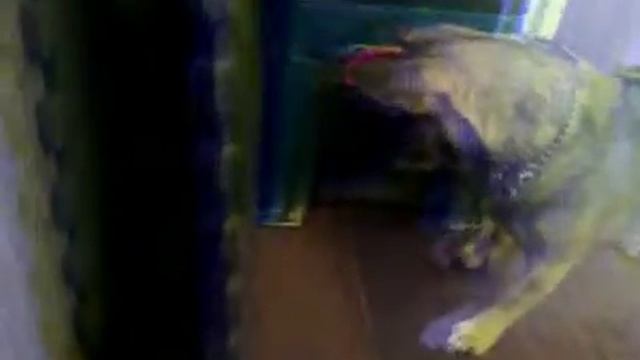 жирный пес и его друг смотреть онлайн