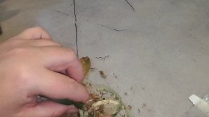 #75 ОрхоVLOG замерзшая Сапорита, отеки на листьях малыша и уценка из магазина без корней.