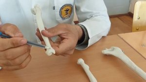 Yelka suyagi, tirsak va bilak suyaklari, qoʻl panja suyaklari. Елка, тирсак, билак ва Кул панжаси