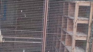 Сельские голуби. 27 11 2021г в гостях г Сальск у Александра Борисовича.