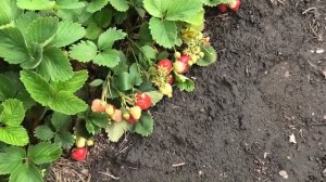 Практические советы по выращиванию клубники в Сибири