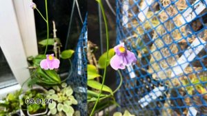Редкое цветение хищного растения. Carnivorous plant - Utricularia longifolia