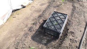 Как притеняю растения после пересадки, простой способ.