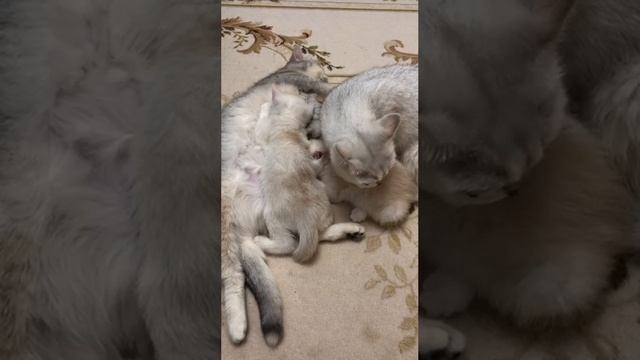 Кошка Кристалл помогает кошке Кайли ухаживать за котятами.