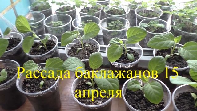 В какие сроки сею рассаду баклажанов, перцев и помидоров.