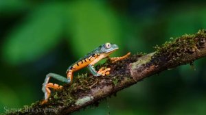 Коста-Рика - живописный расслабляющий фильм с успокаивающей музыкой