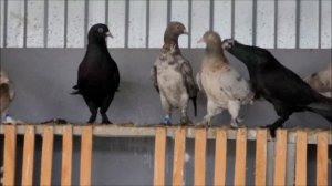 Сельские голуби. 13 03 2022 года, в гостях у Алексея станица, Родниковская, красно - мраморные .