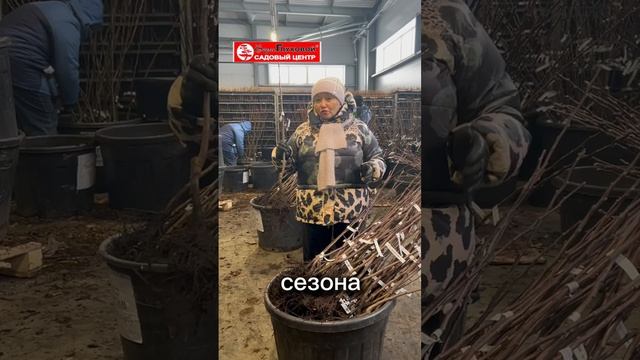 😳Сажаем плодовые зимой! 
В контейнеры☺️
