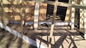 Голуби Свердловские высоколётные.Заселение новой голубятни.тел.9122815080.