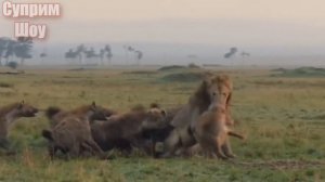 Львы против стаи Гиен