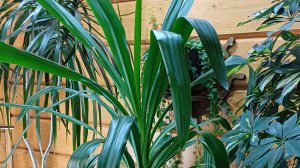 Юкка, Шефлера, Драцена: размножение и уход. Результат обрезки и укоренения Юкки.