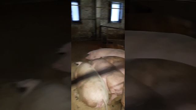 Минусы группового содержания свиней. Прессанули свинью🤜🤛