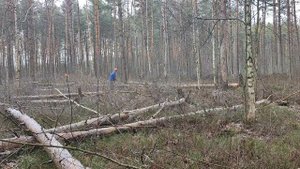 Уборка лесосеки от подроста