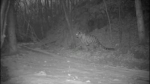 🐅 Какающий тигр развеселил пользователей интернета 😁🙈