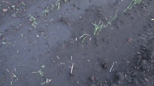 Всходы лука из семян чернушки появились в открытом грунте через две недели