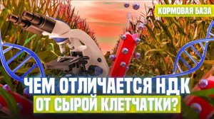 Чем отличается НДК от сырой клетчатки?