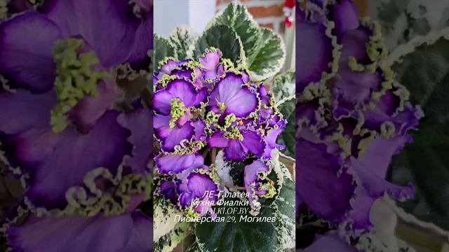 🏫🐇🌸Dn-Рiдзво и ЛЕ-Галатея. Абсолютно разные красавцы с разным характером и поведением.