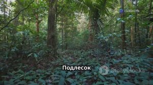 Амазонка: Чудеса самого большого тропического леса мира 🌿