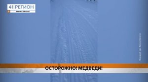 МЕДВЕДЯ-ШАТУНА ЗАМЕТИЛИ В РАЙОНЕ ДАЧНЫХ ИСТОЧНИКОВ НА КАМЧАТКЕ • НОВОСТИ КАМЧАТКИ