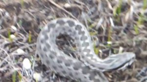 Степная гадюка