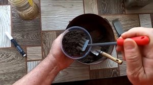 Сею клематис на рассаду