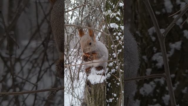 Белка с орехом️