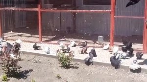 Сельские голуби.11 05 2021г.В гостях у Алексея село птичье.