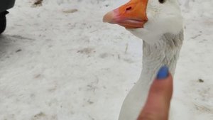 Собаки-бесяки и злогусь