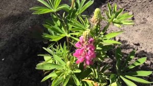 Люпин ПТИЦА СЧАСТЬЯ зацвел в год посева 12 июля