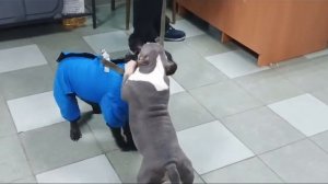 Американский булли ищет дом