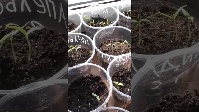 Как закаливаю рассаду перцев