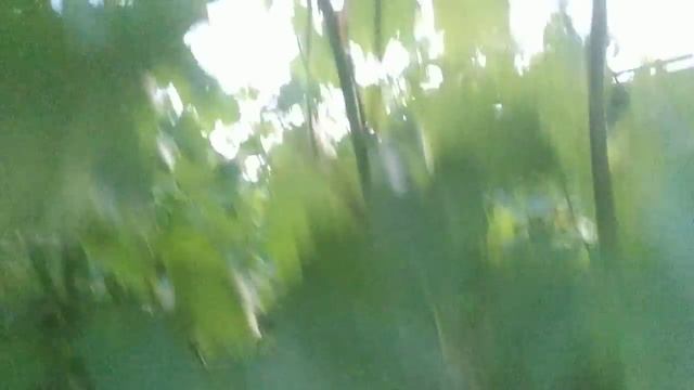 Виноград.Надежда азос, Урожайный, устойчивый, надёжный. смотреть онлайн