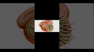 Аскариды. Как избавиться от паразитов?