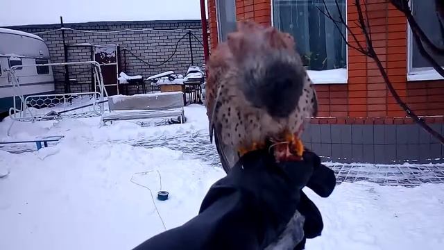 Тренировка сокола пустельги, самечика!