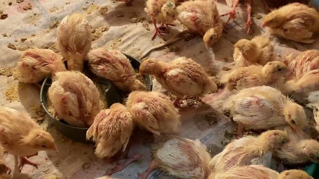 Как долго выращивать перепелов//Техасский мясной перепел 7 дней Хитрук Елена
