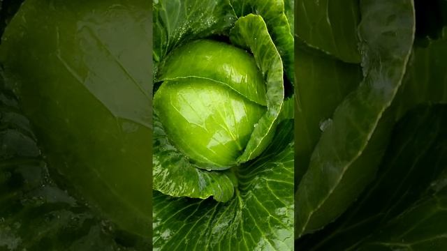 Капуста  вирощена  без хімії. смотреть онлайн