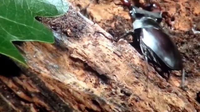 jedovate rostliny a hmyz смотреть онлайн