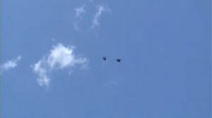 Николаевские торцовые голуби