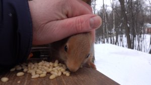 Тёплая рыжая белка