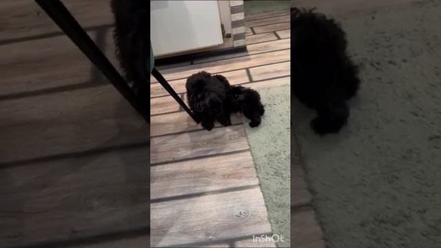 милашки собачки