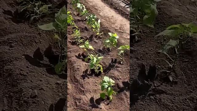 Как высаживаю рассаду перцев в грунт