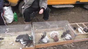 26 02 2023 года, часть 2 г Кропоткин ярмарка голубей декоративных птиц.