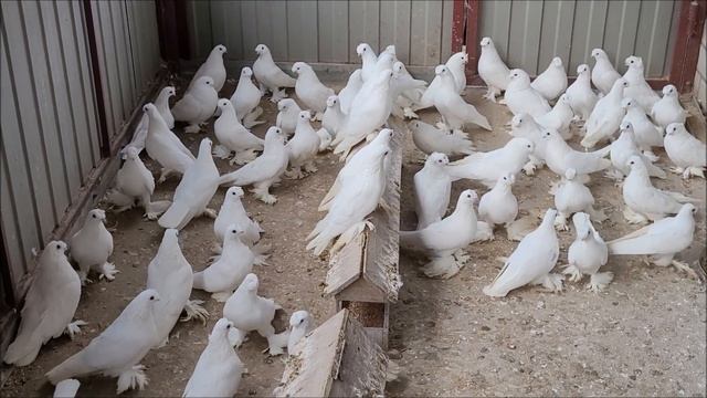 Казгулак, голуби - Алексея, Благодарненские - бойные.8 909 773 57 12