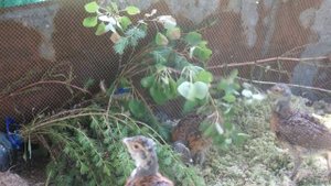 глухарята начали есть осину!