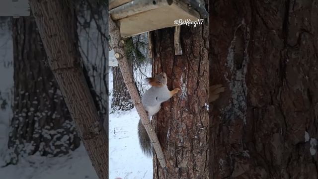 Белка получила свой орех️