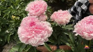 Цветение пионов 31 мая 2023 года / Сад Ворошиловой