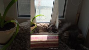 тренировка//что готовили//ездили к сыну//
