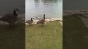 Гуси гагага