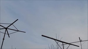 Сельские голуби, бойные голуби. Обзор голубей, кормление с руки.          8 988 104 82 52 Владимир.